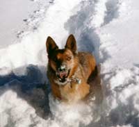 Dagwood in snow with mouth open