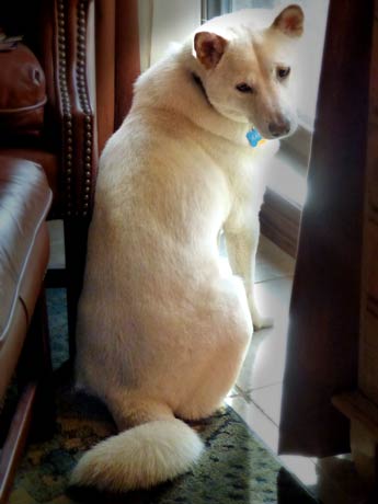 Kaku at his window